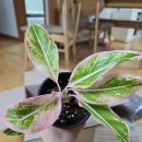 오로라핑크 이미지