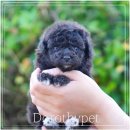 부산 강아지분양 도로시펫 이미지