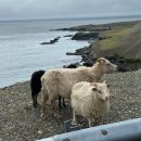 퍼핀카페 | 7월 아이슬란드 가성비 맛집, 아이슬란드 퍼핀, 양고기스테이크