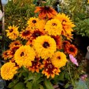 루드베키아 이미지