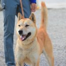 진도개영농조합 이미지