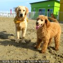 설악애견 이미지