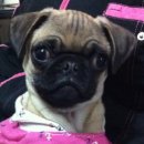 사비켄넬 이미지