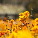 코스모스드림 이미지