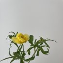 오다주 이미지