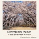 인천원예협동조합 | 인천벚꽃개화 SK석유화학 벚꽃동산 개방 첫날! 평일 방문 후기 및 주차 정보