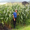 대학찰옥수수 이미지