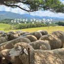 여름목장 | [평창] 여름 대관령 날씨 아기랑 양떼목장 체험 후기