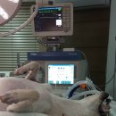 문덕동물병원 이미지