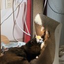 다나동물병원 | 사당ㅣ 다나동물병원&#39;안과전문병원&#39; 고양이 홍채 흑색종