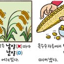 [219] '낟알'과 '낱알' 이미지