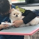 포항애견