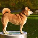 꼬리치는 강아지 이미지