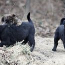 호반애견훈련소 이미지