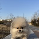 아르르펫 이미지