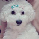 진해 크레파스 스튜디오 강아지증명사진 찍었어요!