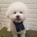 코코아도그 이미지