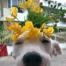 꽃보다 개 이미지