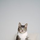 미소메디컬센터 | 광주동물병원 24시바덴동물메디컬센터 수술 후기와 추천