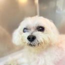 마음을 읽어주는 마음동물병원 | 3차 동물 병원에서 치코의 치료 후기