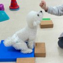 짱구 애견 하우스 이미지