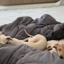 이웃집 멍 이미지