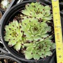 바위 솔 이미지