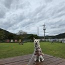 아웃독(OUT DOG) 이미지