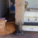 엔젤코바 이미지