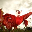 하늘을 향하여 이미지