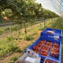 백수 농장 | 워홀 D+44 타즈매니아 딸기 농장 일주일 후기 *워홀 농장 갈 때 주의할 점*