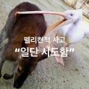 펠리컨적 사고 이미지