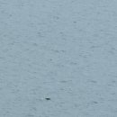 대망 | 7박 8일 알래스카 크루즈 후기 ④ : 대망의 '글레이셔 베이' '글라치어 베이' Glacier Bay