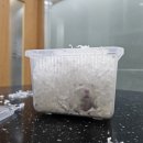 유앤동물병원 | 전주 햄스터 동물병원 유앤ㅇㅇ 후기