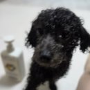 그루밍댕댕 | 강아지 컨디셔너 추천!푸들 털관리 유니포스 프렉스 버블 컨디셔너 후기