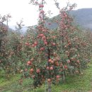 윤서농장 이미지