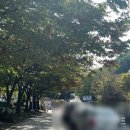 조형과 운동 | 하늘공원 서울억새축제 방문 후기ㅣ맹꽁이전동차 억새축제꿀팁