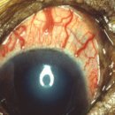 이음동물의료센터 이미지