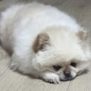 개미용중 | 세류동애견미용 은밀하개위대하개 포메라니안 위생미용후기