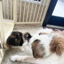 내친구고양이 이미지