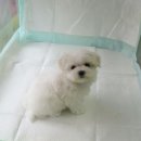 슈가허니 이미지