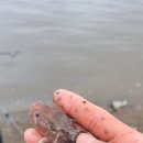 오두돈대 이미지