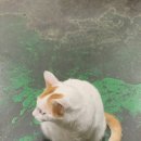괴물네냉막걸리