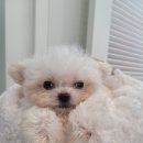 은하수펫샵 이미지