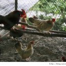 향양2리 이미지