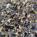 영걸농장 이미지