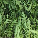 일호농장 이미지