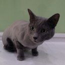 도그미용실 이미지