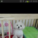 멍멍샤워 이미지