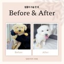 동대문 루시드 동물메디컬센터 이미지